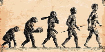 人类进化的关键节点有哪些