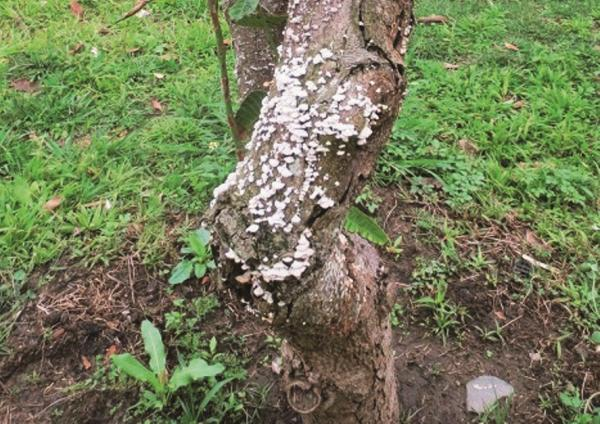 树干长菌菇类，会感染吗?